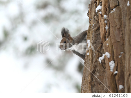 エゾリス 61241106