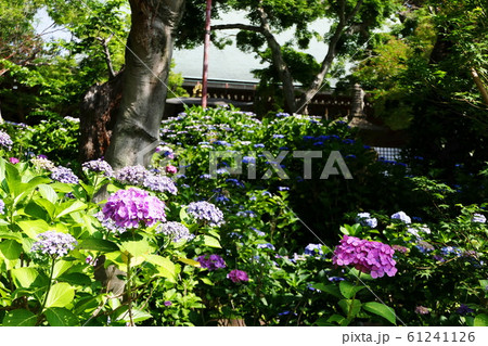 お寺の紫陽花 61241126