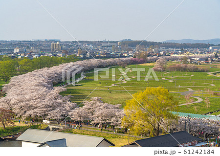 北上展勝地さくらまつり 満開の桜 春 観光名所 自然 青空 晴れ カラフル 東北地方 北上展勝地さくらまつり 満開の桜 春 観光名所 自然 青空 晴れ カラフル 東北地方 61242184