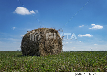 Freshly harvested circular hay bale in a field 61243396