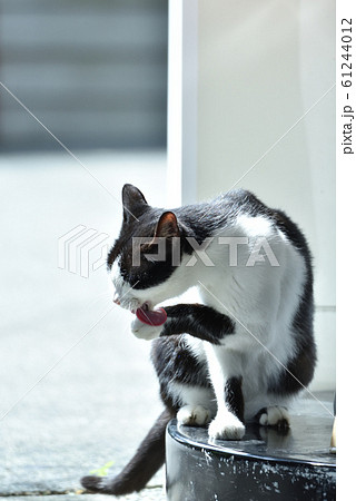 猫 ねこ ネコ 61244012