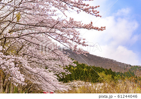宮城県北部　薬莱山の桜 61244046