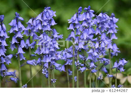 ツリガネスイセン ツリガネスイセン 61244267