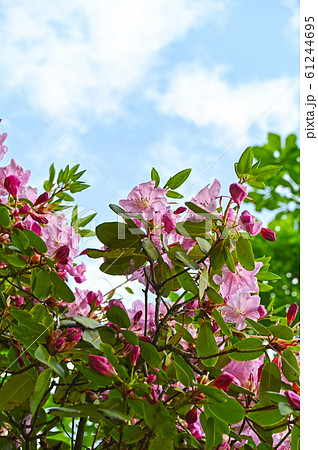 シャクナゲ 61244695