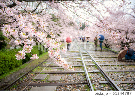 People enjoy spring season at Keage incline with 61244797