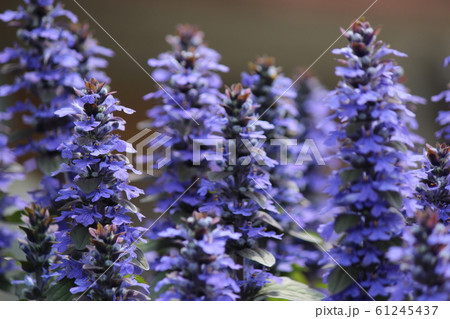 セイヨウキランソウの花 セイヨウキランソウの花 61245437