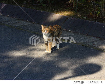 公園の道で立ち止まる野良猫 61247191