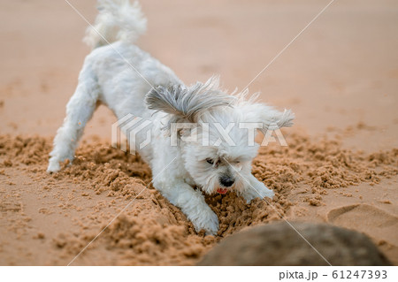 A little dog playing with sand 61247393