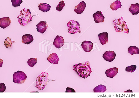 Dry rose petals on the pink background 61247394