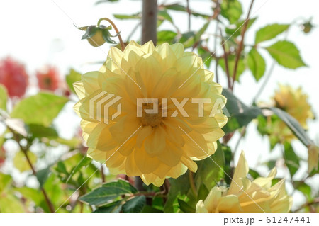 Yellow Dahlia flower growing in summer garden Yellow Dahlia flower growing in summer garden 61247441