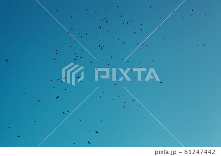 Flock of crows silhouettes fly in blue sky Flock of crows silhouettes fly in blue sky 61247442