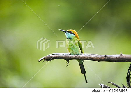 Colorful bee eater on branch Colorful bee eater on branch 61248643