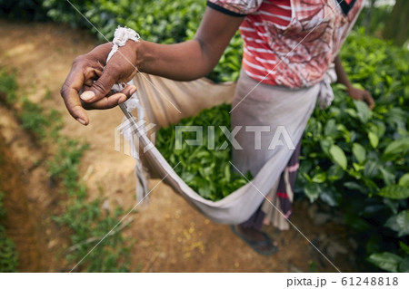 Harvest on tea plantation 61248818