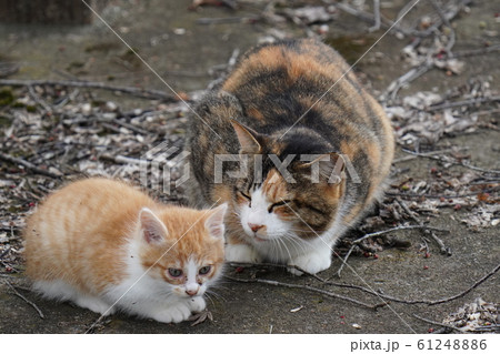 犬神家の一族・ならぬ・親が三毛の一族・猫・野良猫・子猫・茶白・2020・毛がボーボー・モフモフ 犬神家の一族・ならぬ・親が三毛の一族・猫・野良猫・子猫・茶白・2020・毛がボーボー・モフモフ 61248886