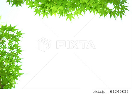 新緑 もみじ 楓 新緑 もみじ 楓 61249335