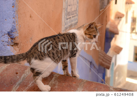 シャウエン・猫 61249408