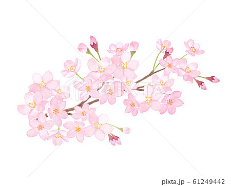 春の花 桜の満開の枝 水彩イラストのトレースベクターのイラスト素材