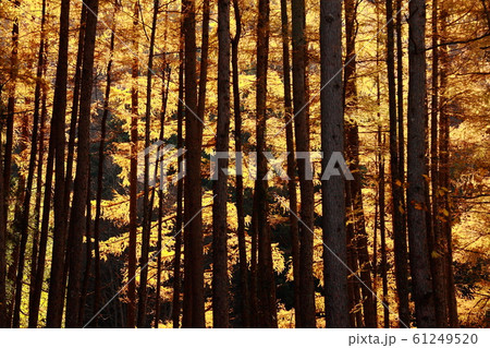 唐松の秋 唐松の秋 61249520