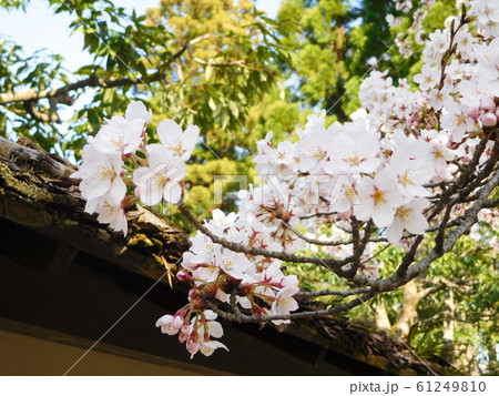 桜、背後に緑の木 桜、背後に緑の木 61249810
