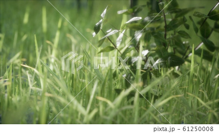 fresh green Grass on the forest 61250008