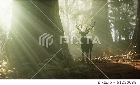 Beautiful deer in the forest with amazing lights 61250038