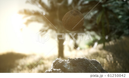 extreme slow motion falling coconut in jungle 61250042