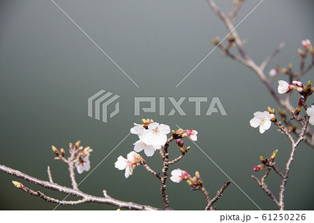 桜 桜 61250226