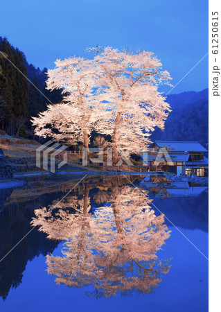 岐阜県下呂市】苗代桜の写真素材 [61250615] - PIXTA