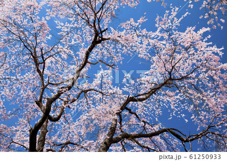 【春イメージ】山梨県 身延山 久遠寺の桜 61250933