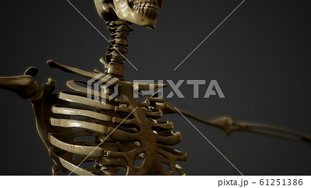 bones of the Human skeleton 61251386