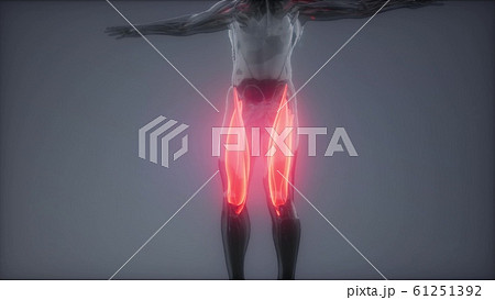 thigh muscles - Visible muscle anatomy map 61251392