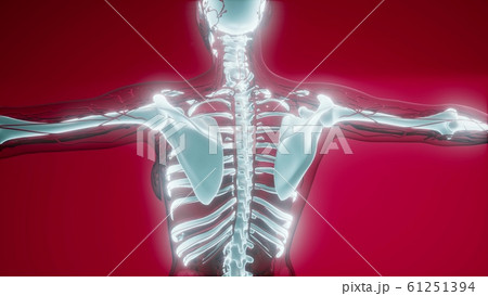 Transparent Human Body with Visible Bones 61251394