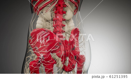 Transparent Human Body with Visible Bones 61251395