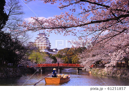 姫路城(兵庫県 姫路市)堀に咲く桜の花 姫路城(兵庫県 姫路市)堀に咲く桜の花 61251857