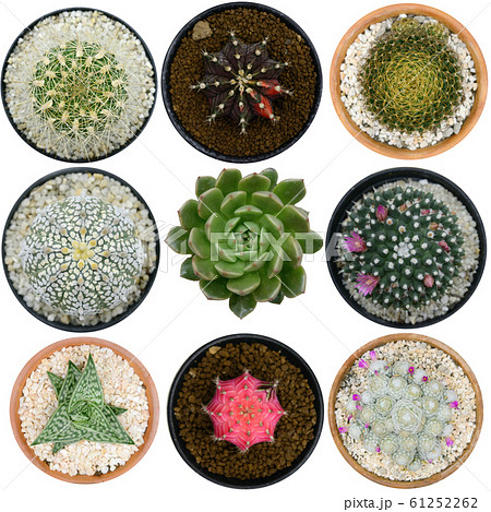 Set Isolated Cactus beautiful plant summer minimal 61252262