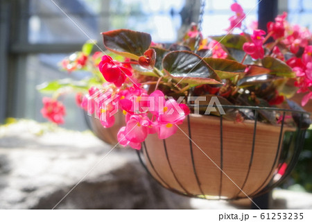 ベゴニア ハンギングバスケットの写真素材 ベゴニア ハンギングバスケットの写真素材