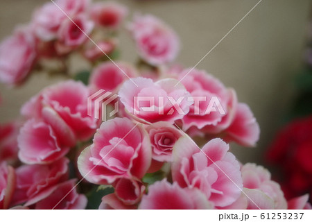 ピンク色のベゴニア_01 61253237
