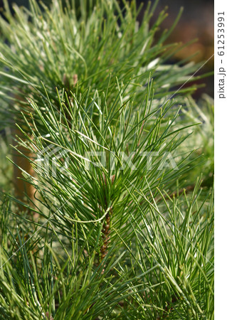 Italian stone pine 61253991