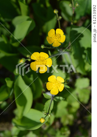 Meadow buttercup 61253992