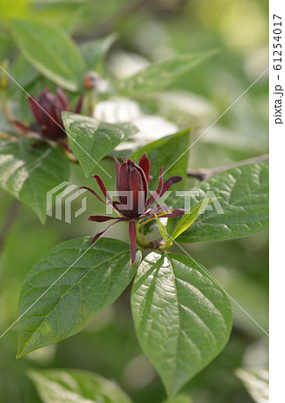 Carolina allspice Carolina allspice 61254017