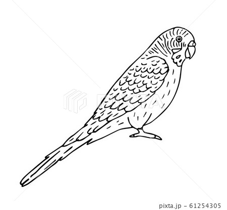 Vector Hand Drawn Outline Budgie Parrotのイラスト素材