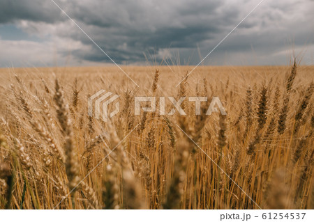 thunderstorm hurricane clouds field agricultural thunderstorm hurricane clouds field agricultural 61254537