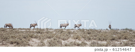 oryxes oryxes 61254647