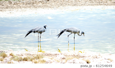 park Etosha park Etosha 61254649
