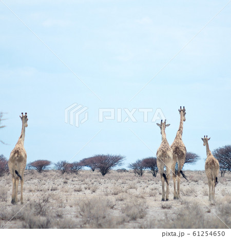 giraffes giraffes 61254650