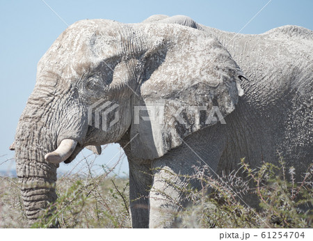 old elephant old elephant 61254704