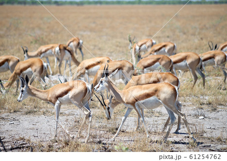 Etosha park Etosha park 61254762