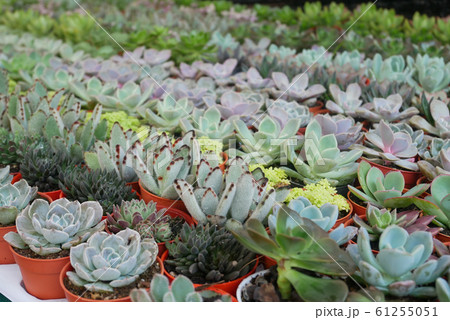 Selected focused on a group of small and colourful cactus planted in small plastic pots. The small cactus suitable to used as an indoor decoration. Sales of this cactus are a source of income for farm Selected focused on a group of small and colourful cactus planted in small plastic pots. The small cactus suitable to used as an indoor decoration. Sales of this cactus are a source of income for farm 61255051