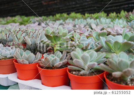Selected focused on a group of small and colourful cactus planted in small plastic pots. The small cactus suitable to used as an indoor decoration. Sales of this cactus are a source of income for farm 61255052