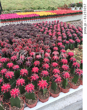 Selected focused on a group of small and colourful cactus planted in small plastic pots. The small cactus suitable to used as an indoor decoration. Sales of this cactus are a source of income for farm Selected focused on a group of small and colourful cactus planted in small plastic pots. The small cactus suitable to used as an indoor decoration. Sales of this cactus are a source of income for farm 61255057
